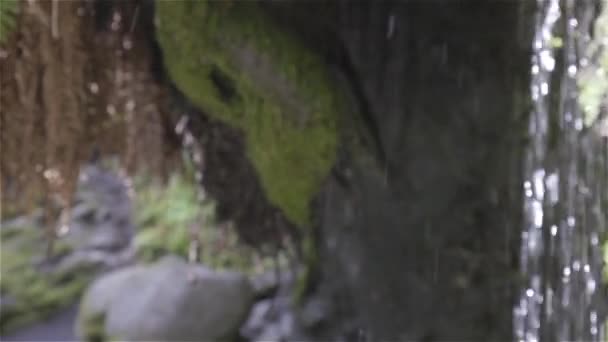 Водопад Лесу Природы Солнечный Весенний День Голдстрим Фоллс Недалеко Виктории — стоковое видео