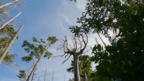 트레일에 나무들이 태평양 서해안에 위치한다 밴쿠버 브리티시컬럼비아주 캐나다 자연의 — 비디오
