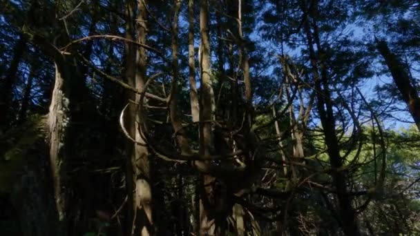트레일에 나무들이 태평양 서해안에 위치한다 밴쿠버 브리티시컬럼비아주 캐나다 자연의 — 비디오