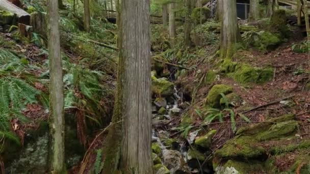 加拿大绿色雨林的瀑布 加拿大不列颠哥伦比亚省温哥华东部任务附近的瀑布瀑布 慢动作电影 — 图库视频影像