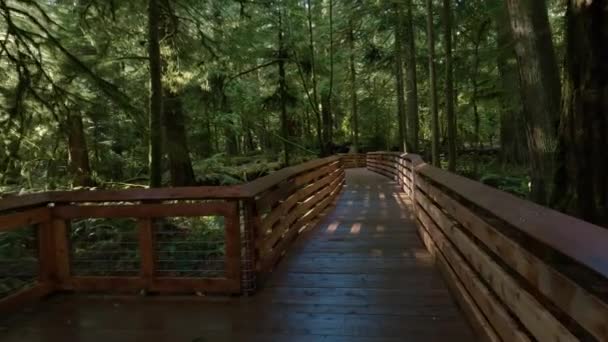 봄철의 날씨에는 강우림 통과하게 됩니다 캐나다의 브리티시컬럼비아주 밴쿠버 맥밀런 공원에서 — 비디오