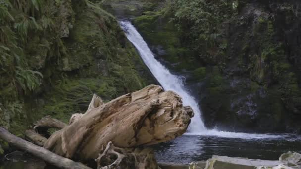 Cascada Bosque Natural Soleado Día Temporada Primavera Goldstream Falls Cerca — Vídeo de stock