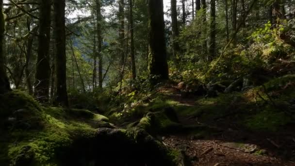 캐나다 나무들의 스프링 Sproat Lake Port Alberni Vancouver Island British — 비디오