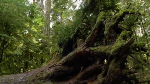 Drzewa Szlaku Lesie Deszczowym Podczas Tętniącego Życiem Słonecznego Wiosennego Dnia — Wideo stockowe