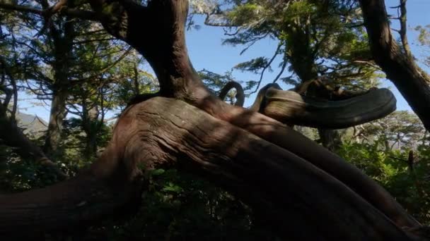 Árvores Verdes Vibrantes Uma Trilha Caminhada Costa Oeste Oceano Pacífico — Vídeo de Stock