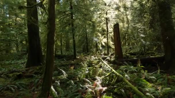 봄철의 날씨에 강우림의 산책로에 나무들 캐나다의 브리티시컬럼비아주 밴쿠버 맥밀런 공원에서 — 비디오