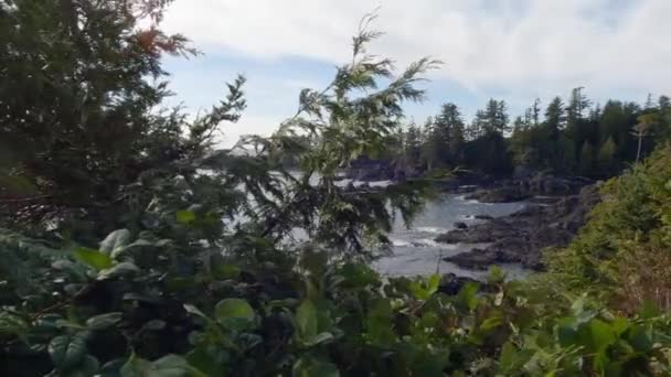 太平洋の西海岸の岩場の海岸にある木と頑丈な岩 春の朝空 ウクレレ バンクーバー島 ブリティッシュコロンビア州 カナダ 自然背景 スローモーション シネマティック — ストック動画