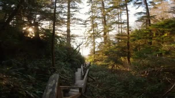 Trästig Genom Skogen Går Ner Till Stranden Livlig Vårsolnedgång Tagen — Stockvideo
