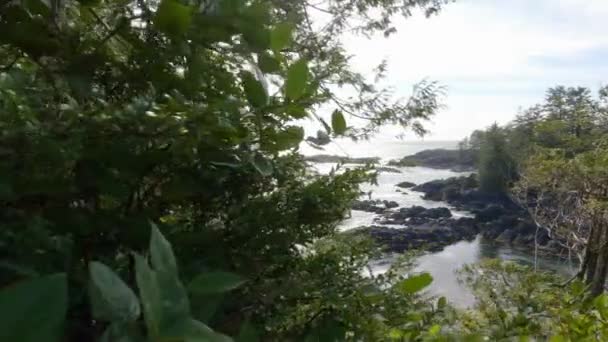 Árvores Rochas Acidentadas Uma Costa Rochosa Costa Oeste Oceano Pacífico — Vídeo de Stock