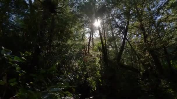 Levande Gröna Träd Vandringsled Stilla Havets Västkust Spring Morning Sky — Stockvideo