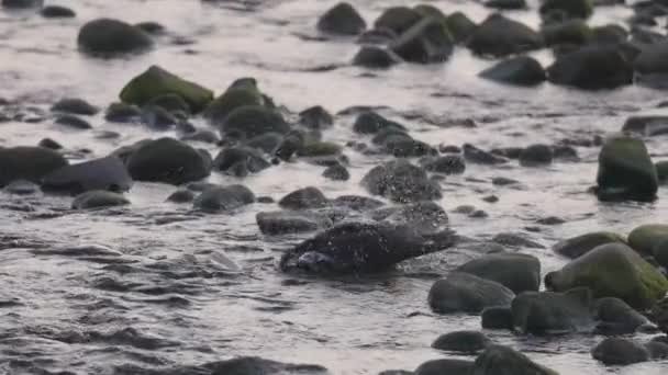 Akşamları Nehirde Yıkanan Siyah Karga Port Moody Vancouver British Columbia — Stok video