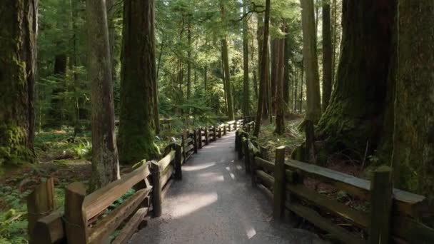 봄철의 날씨에는 강우림 통과하게 됩니다 캐나다의 브리티시컬럼비아주 밴쿠버 맥밀런 공원에서 — 비디오