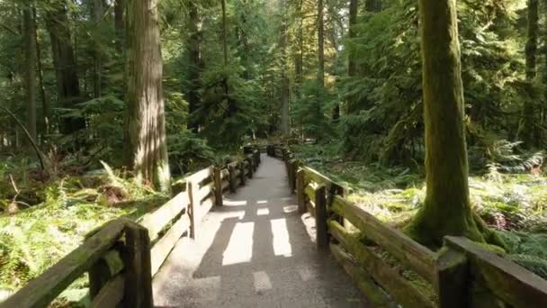 Ścieżka Rain Forest Podczas Tętniącego Życiem Słonecznego Wiosennego Dnia Zrobione — Wideo stockowe