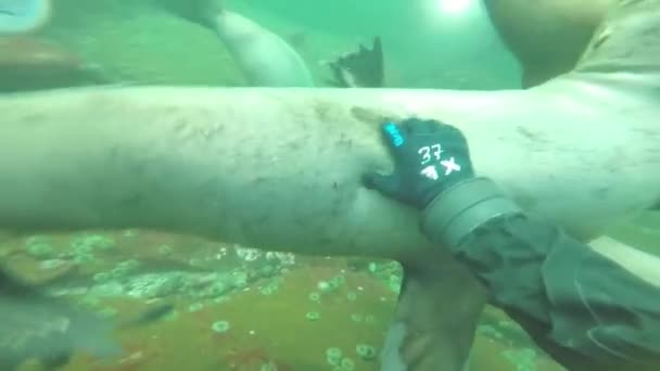 Hornby Island British Columbia Kanada April 2019 Scuba Diver Tar — Stockvideo