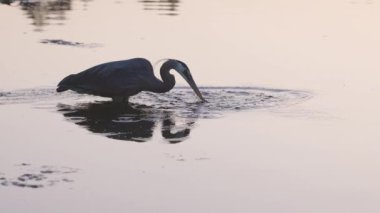 Balıkçıl Stanley Park, Vancouver, British Columbia, Kanada 'da balık avlıyor. Gün batımı. Yavaş Hareket Büyütme