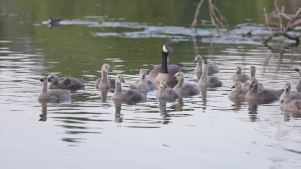 Gansos Bebé Lindo Goslings Parque Ciudad Durante Atardecer Stanley Park — Vídeo de stock