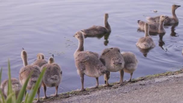 Gün Batımında Şehir Parkında Sevimli Yavru Kazlar Stanley Park Vancouver — Stok video