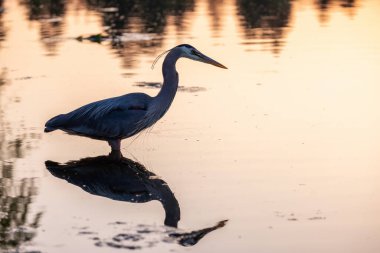 Balıkçıl Stanley Park, Vancouver, British Columbia, Kanada 'da balık avlıyor. Gün batımı. Büyüt