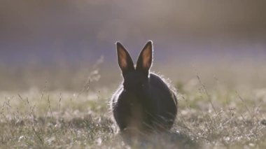 Küçük Tavşan bir tarlada ot yiyor. Jericho Beach Parkı, Vancouver, BC, Kanada. Slow Motion Zoom. Gün batımı