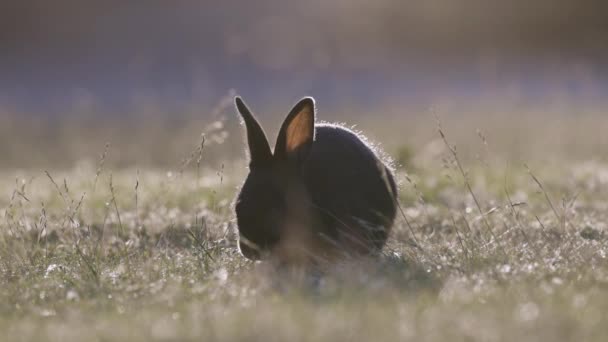 Маленький Кролик Ест Траву Поле Джерико Бич Парк Ванкувер Британская — стоковое видео