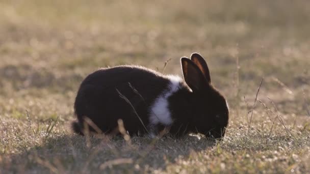 Liten Kanin Kanin Äter Gräs Ett Fält Jericho Beach Park — Stockvideo