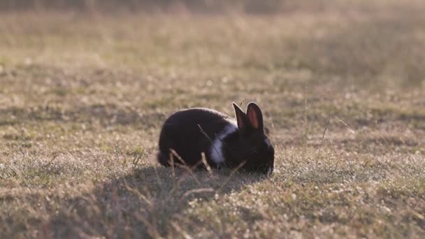 Küçük Tavşan Bir Tarlada Yiyor Jericho Beach Parkı Vancouver Kanada — Stok video