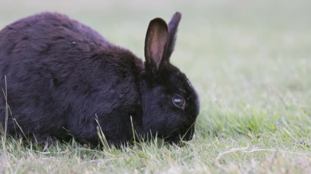 小兔子在田里吃草 杰利科海滩公园 温哥华 不列颠哥伦比亚 加拿大 慢动作缩放 — 图库视频影像