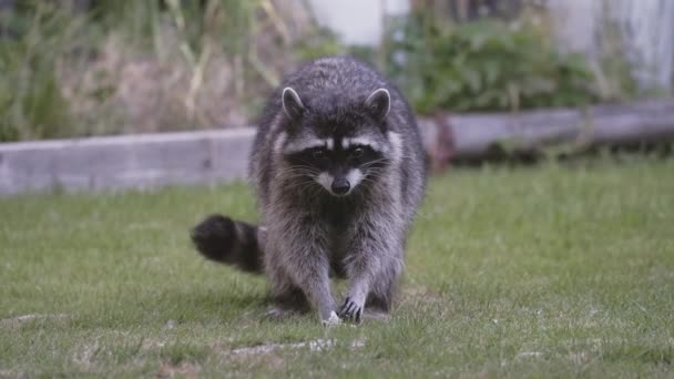 ラクーンは裏庭で食べ物を探しています スローモーション カナダ ブリティッシュコロンビア州 バーナビーで撮影 — ストック動画