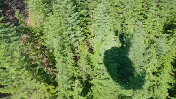 Gondola Árnyéka Felmegy Fajankóra North Vancouver Brit Columbia Kanada — Stock videók
