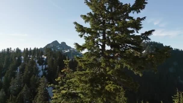 Träd Och Bergstoppar Kanadensiska Landskap Vårsäsongen Flygutsikt Nära Vancouver British — Stockvideo