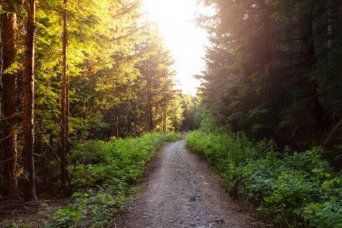 Güneşli günbatımında Yağmur Ormanı 'nda yürüyüş patikası. Squamish, British Columbia, Kanada.