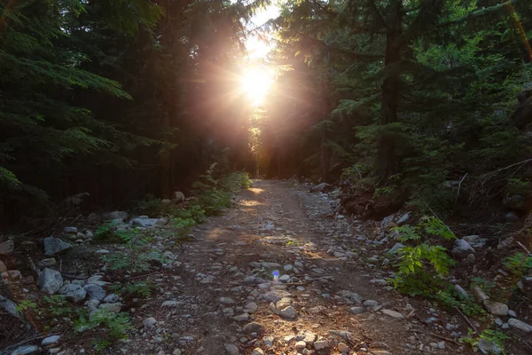 Hiking Trail Rain Forest Sunny Sunset Squamish British Columbia Canada — Stock Photo, Image
