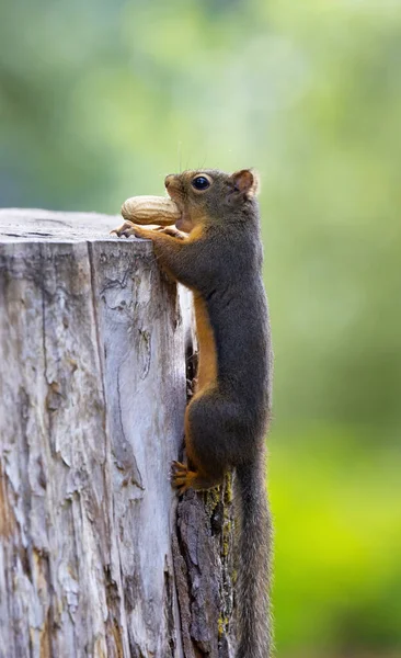 Esquilo Pequeno Com Amendoim Uma Árvore Aproxima Vancouver Canadá — Fotografia de Stock