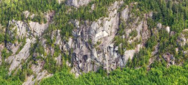 Rocky Cliffs ve Trees Kanada dağında. Squamish, BC, Kanada.