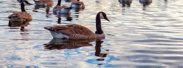 Canadian Goose swiming in a lake during sunset. Deer Lake, Burnaby, Vancouver, BC, Canada.