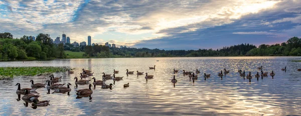 Canadian Goose swiming in a lake during sunset. Deer Lake, Burnaby, Vancouver, BC, Canada.