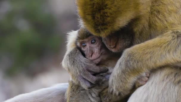 Mother Baby Monkey Barbary Macaque Rock Gibraltar Reino Unido Moción — Vídeos de Stock