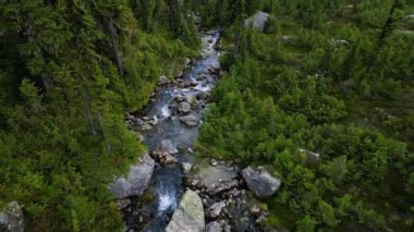 Kanada Dağ Manzarası 'ndaki Vibrant Green Meadows' daki Nehir Havadan Görünümü. British Columbia, Kanada. Doğa Arkaplanı.