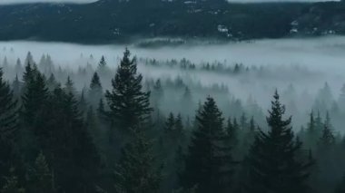 Ormanda Sis ve Dağlı Yeşil Ağaçlar. Kış Güneşli Gündoğumu. Kanada Doğa Peyzajı. Squamish, BC, Kanada. Yavaş Hareket