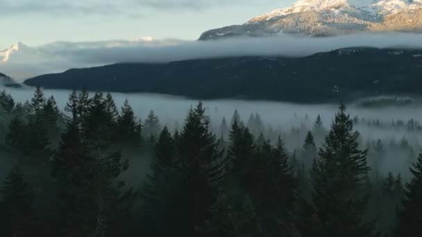 Zielone Drzewa Lesie Mgłą Górami Zimowy Sunny Sunrise Kanadyjski Krajobraz — Wideo stockowe