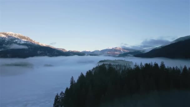 Alberi Verdi Nella Foresta Con Nebbia Montagne Inverno Alba Soleggiata — Video Stock