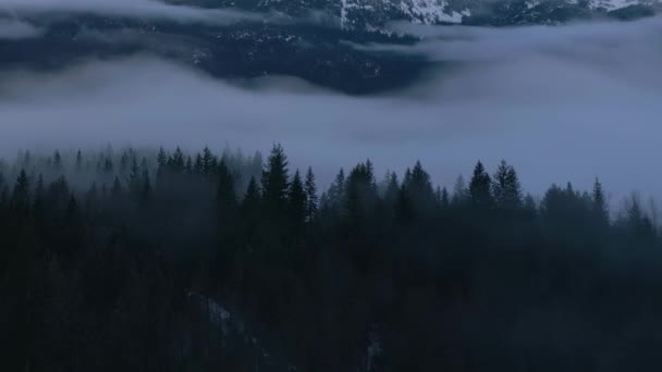 Zelené Stromy Lese Mlhou Horami Winter Sunny Sunrise Kanadské Přírodní — Stock video