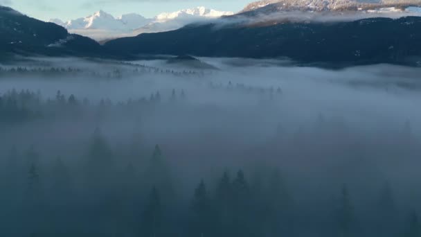 Alberi Verdi Nella Foresta Con Nebbia Montagne Inverno Alba Soleggiata — Video Stock
