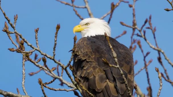 Bold Eagle Sitting Tree Branch Sunny Winter Day Squamish British — Wideo stockowe