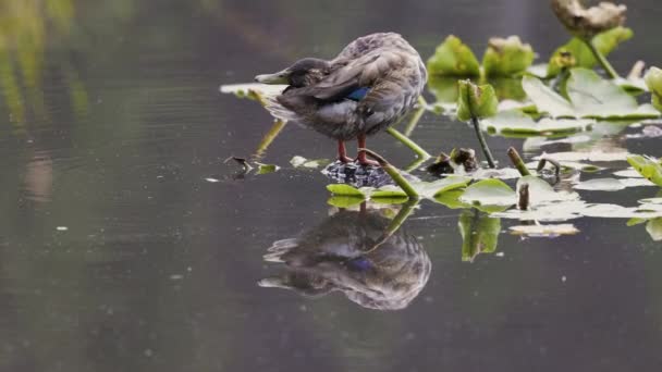 在加拿大温哥华市中心斯坦利公园的一个湖边池塘里 鸭子正在洗澡 慢动作 — 图库视频影像