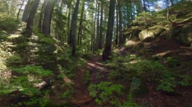 Güneşli sonbahar günlerinde Kanada Yağmur Ormanı 'nda yemyeşil ağaçlar. Squamish, British Columbia, Kanada 'da Yürüyüş Yolu.