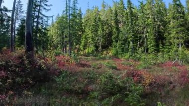 Güneşli sonbahar gününde Kanada Dağ Manzarası 'nda Yürüyüş Yolu. Squamish, British Columbia, Kanada.