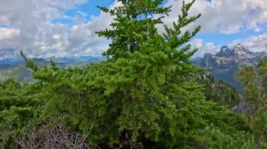 Kanada Dağ manzarası ve canlı yeşil ağaçlar. Sonbahar sezonu. Doğa Arkaplanı. British Columbia, Kanada.