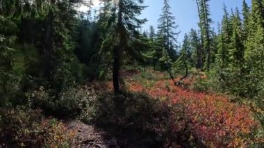 Güneşli sonbahar gününde Kanada Dağ Manzarası 'nda Yürüyüş Yolu. Squamish, British Columbia, Kanada.