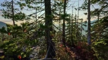 Kanada Dağ manzarası ve canlı yeşil ağaçlar. Sonbahar sezonu. Doğa Arkaplanı. British Columbia, Kanada. Gün batımı